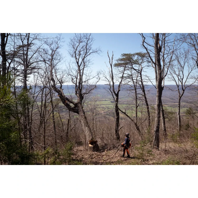 Husqvarna 585 řetězová pila